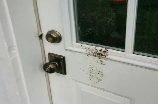 Break in Attempt.jpg