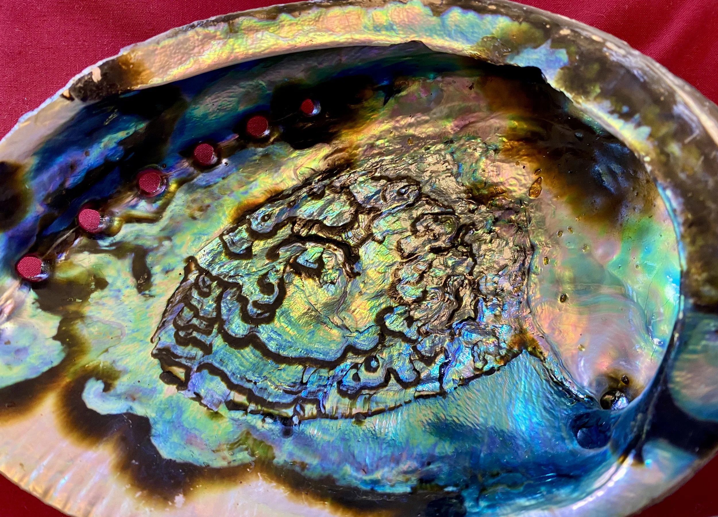 abalone2.jpeg