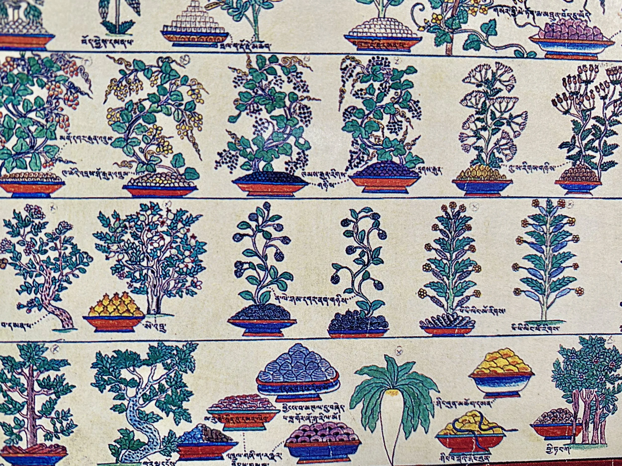 cool herbs.jpeg