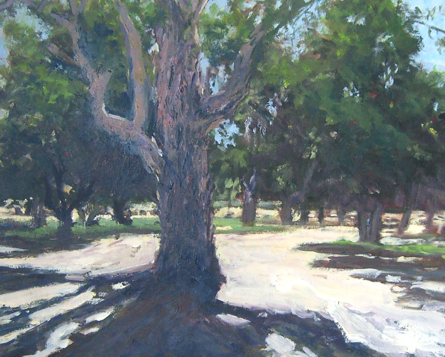 Eucalyptus Grove, oil, 16x20