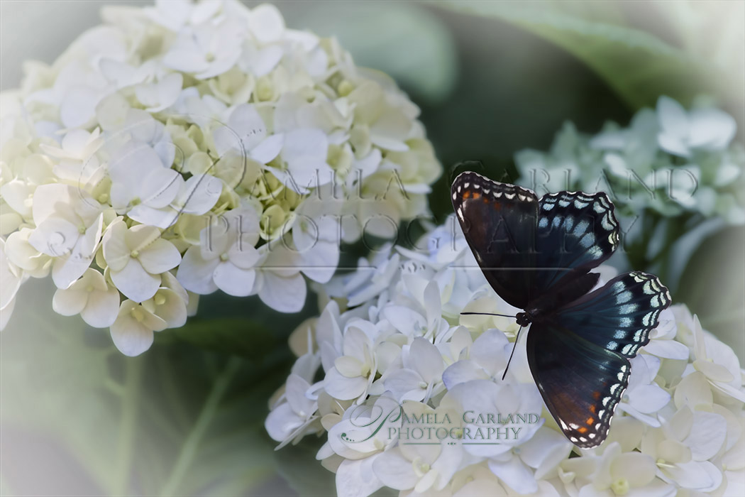 Hydrangea with Blue Butterfly.jpg