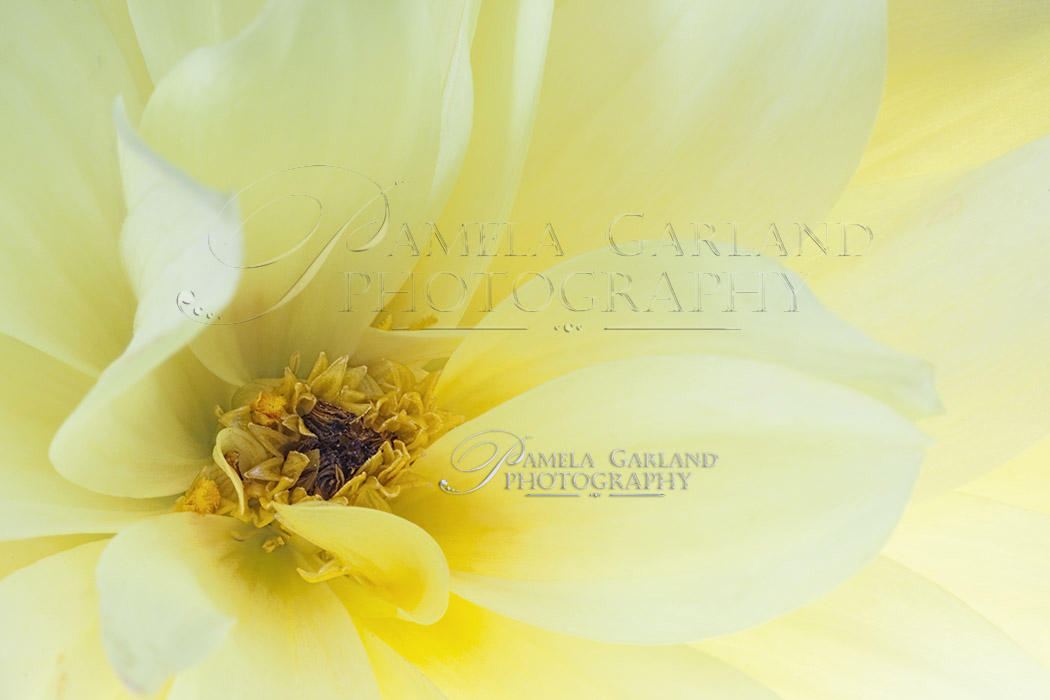Yellow Dahlia Macro.jpg