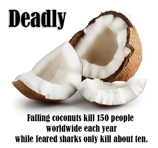 Deadly Coconuts — Pamela Garland Photography