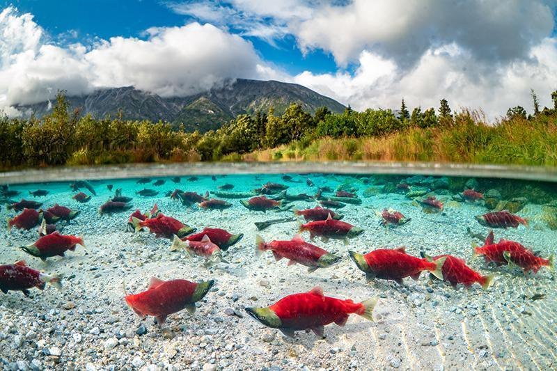 sockeye_salmon_spawning_in_a_pond-main.jpg