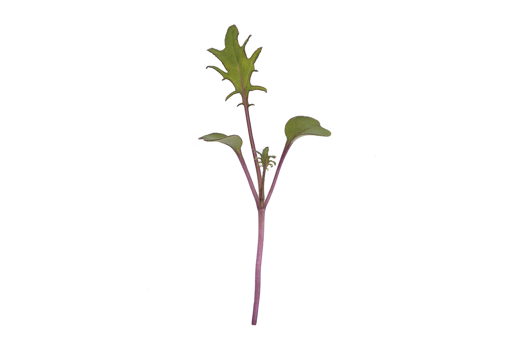 Kale Purple.jpg