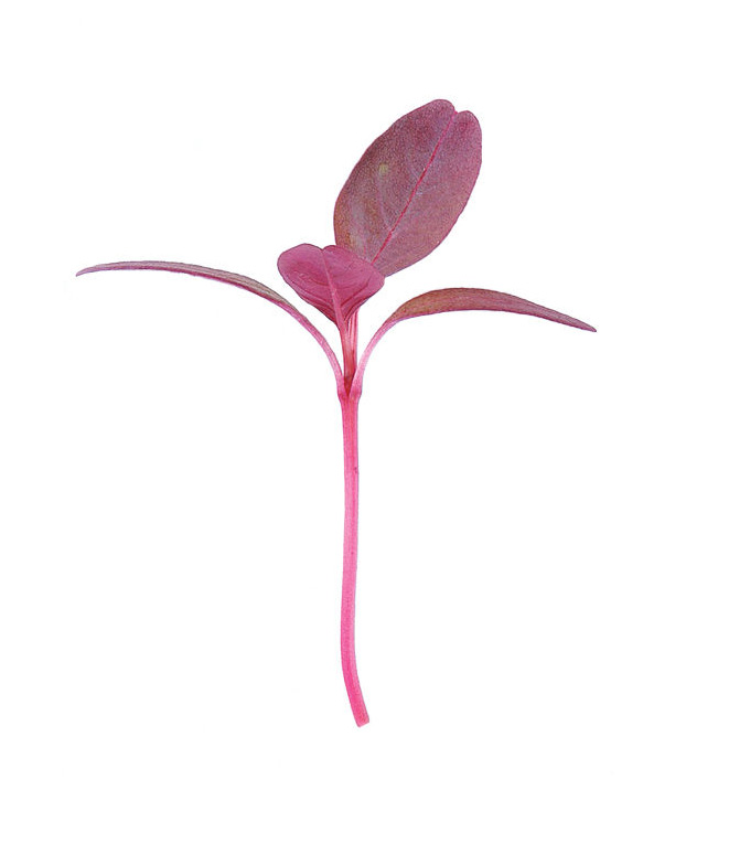 Red Amaranth 2.jpg