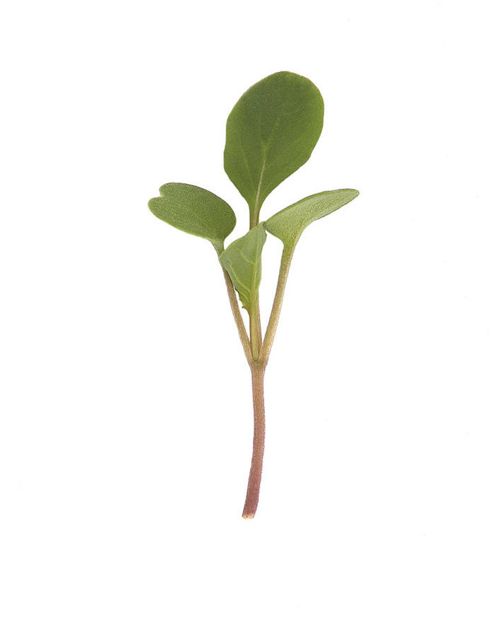 Arugula.jpg