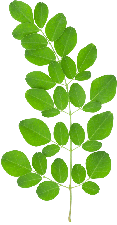 Moringa Leaf.png