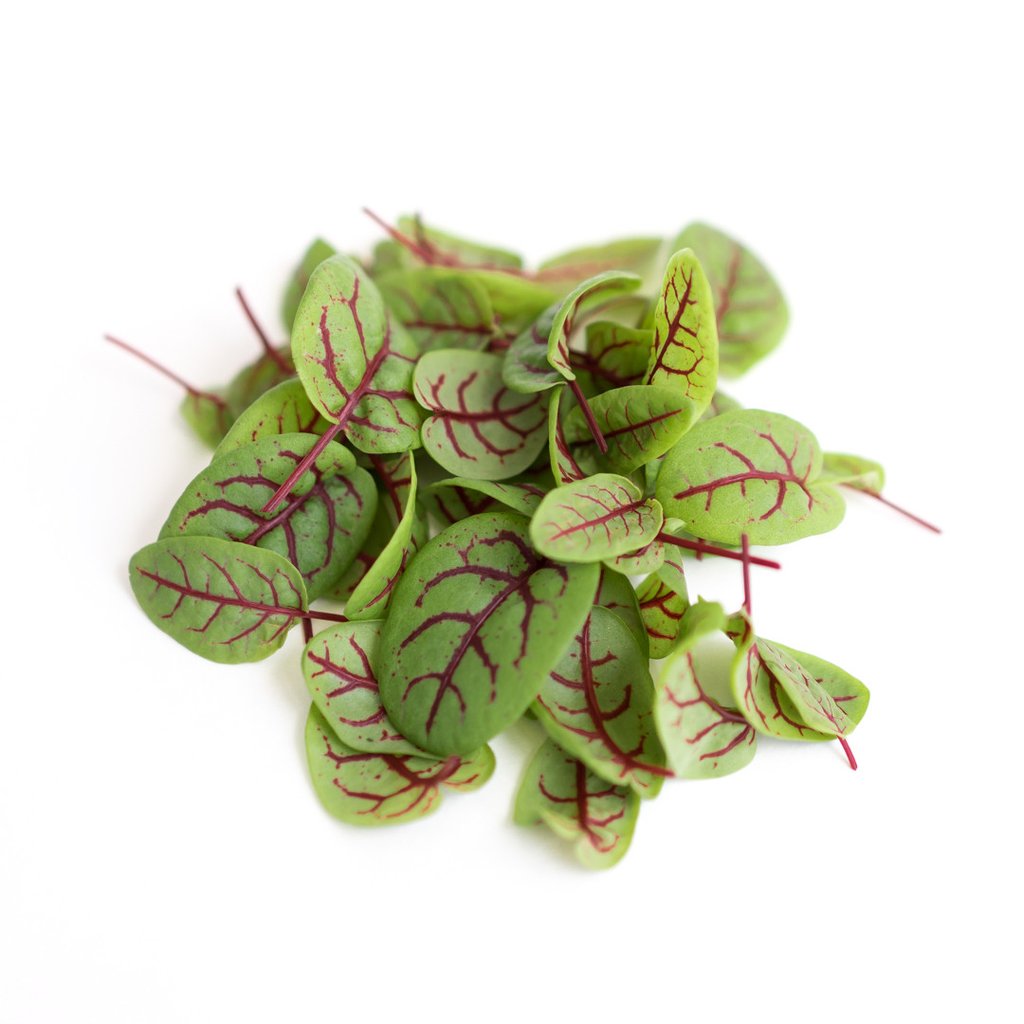 Red Viened Sorrel.jpg