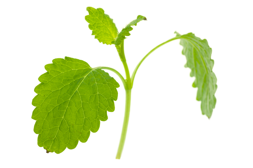 lemon balm.jpg