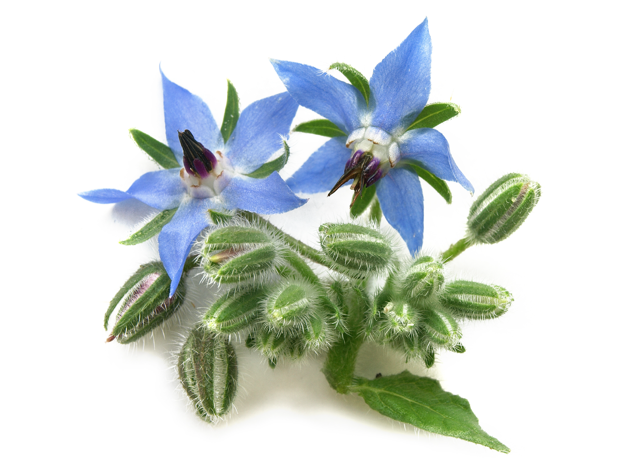 borage.png