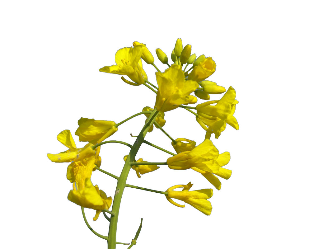Mustard Flower.jpg