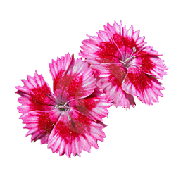 Dianthus Flower.png