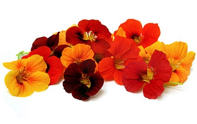 Nasturtium Flower.jpg