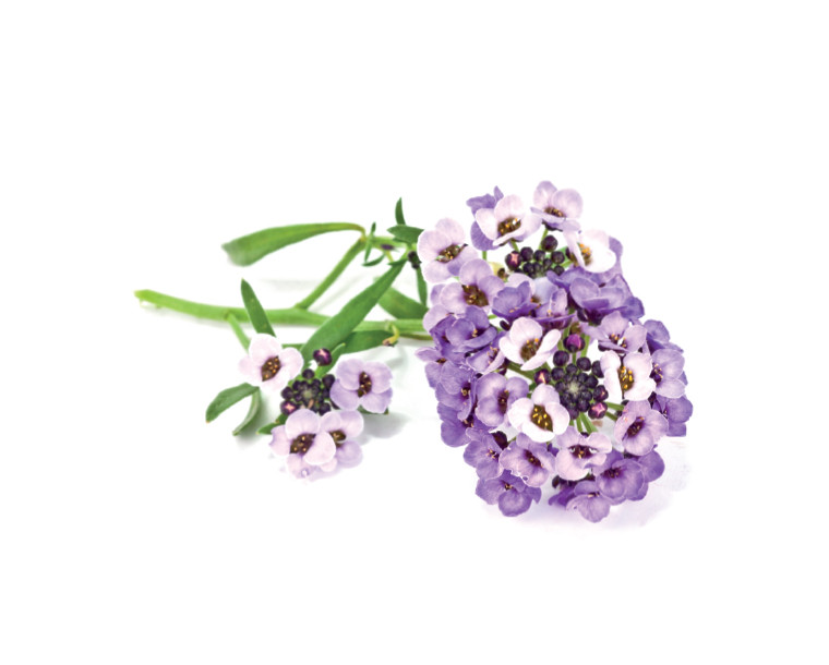 sweet alyssum purple.jpg