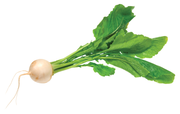 Premature White Radish.png