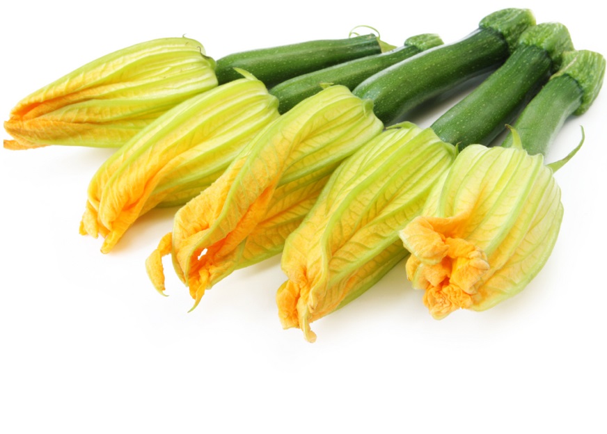 Zuchinni Flower.jpg