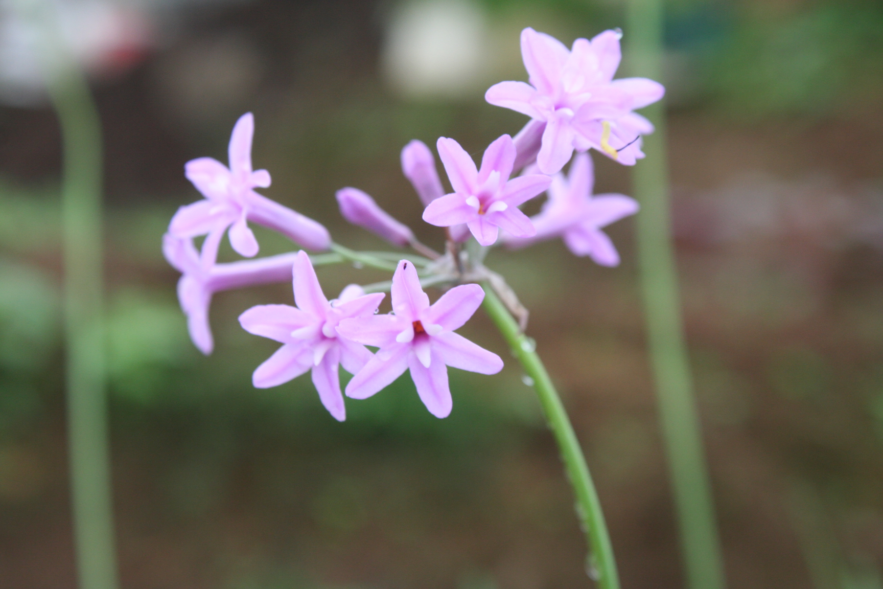 Purple Garlic Flower.JPG