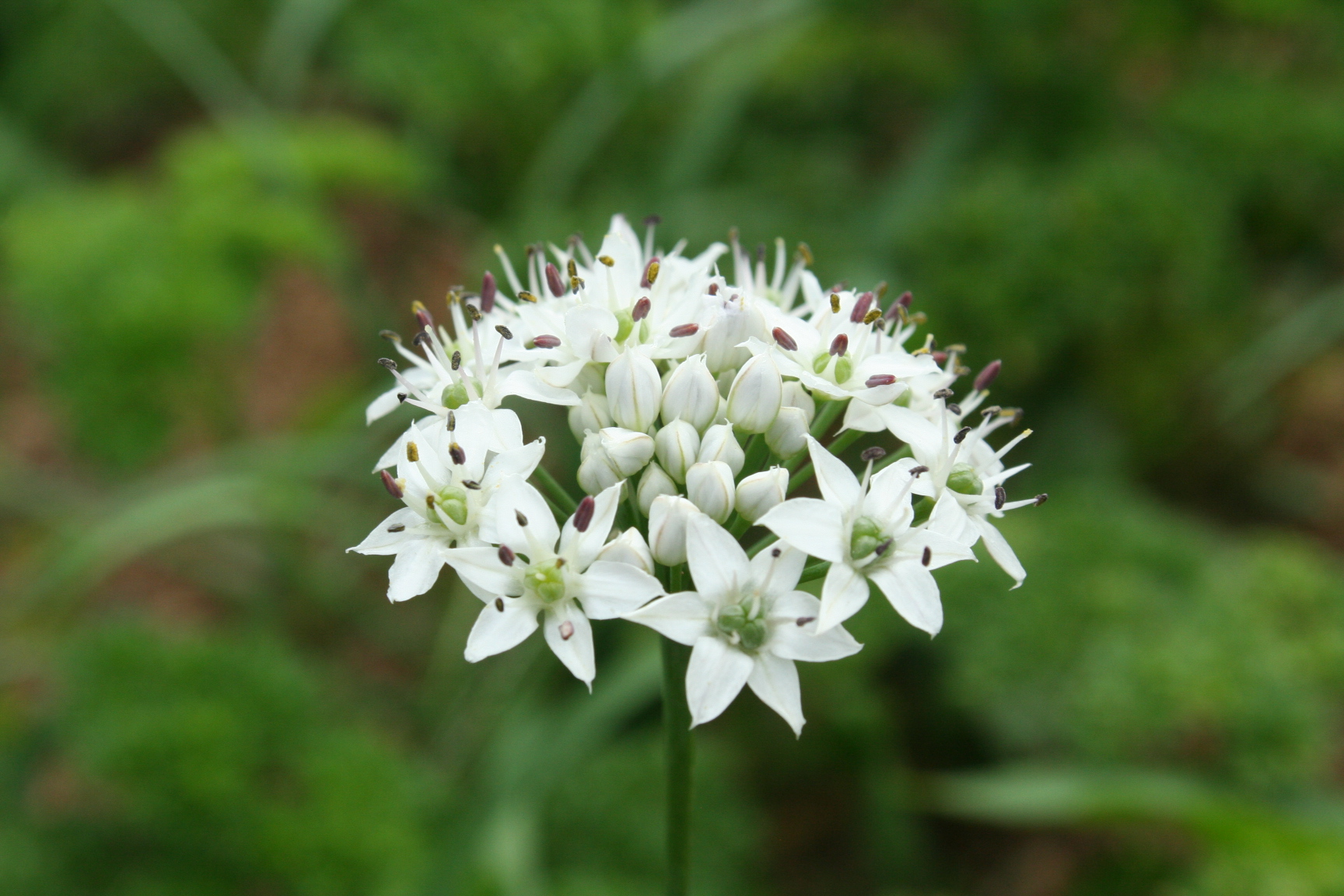 Chive Flower.JPG