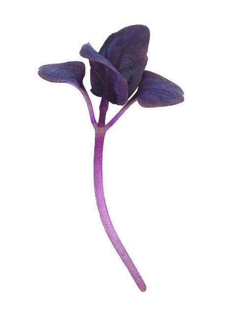 Purple Basil.jpg