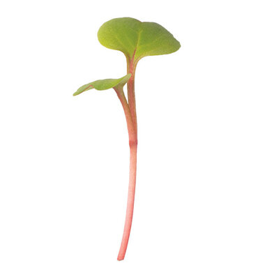 radish-red-stem-organic-microgreen-seed-4105MG.jpg