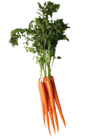 carrot-vegetable-png-favpng-9Tenu1Nugq2DJ4V8pHt6fPPDG_t-removebg-preview.png