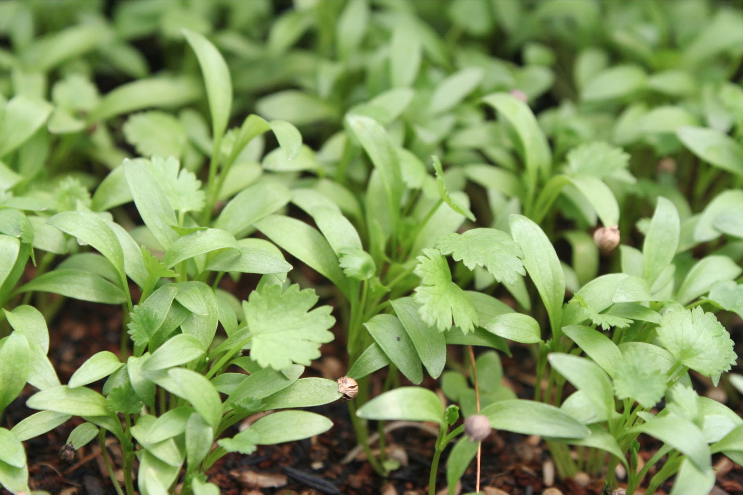 ketumbar microgreen after.jpg