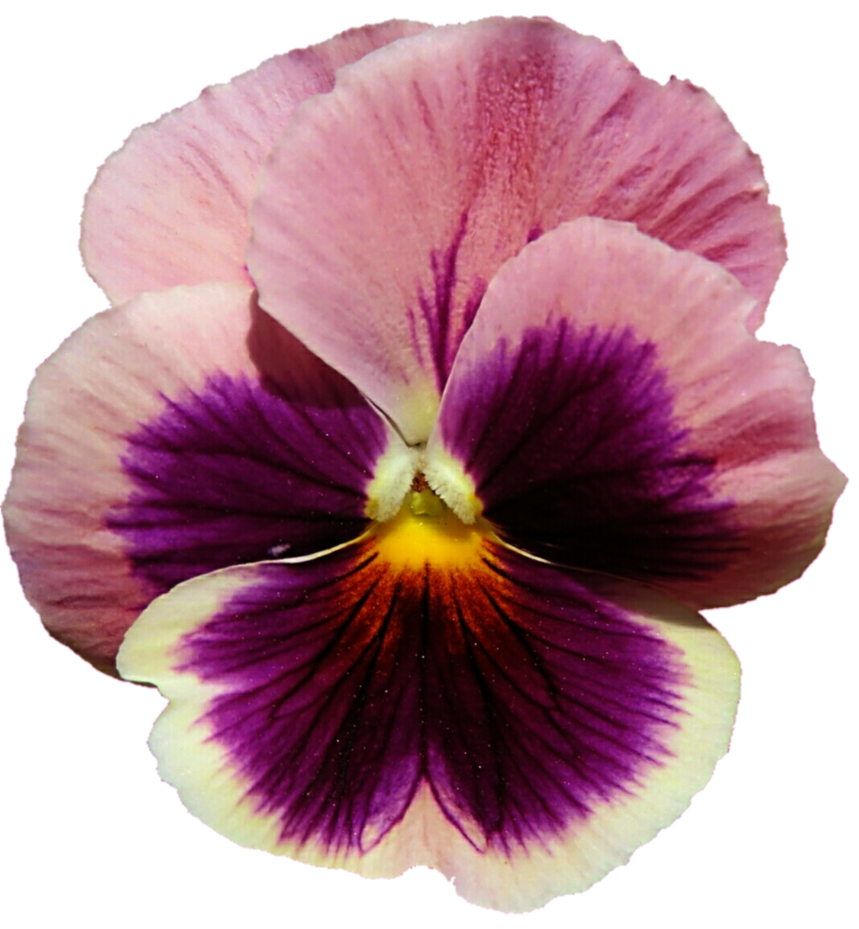 pink_and_purple_pansy_by_jeanicebartzen27-d9wgixc.png
