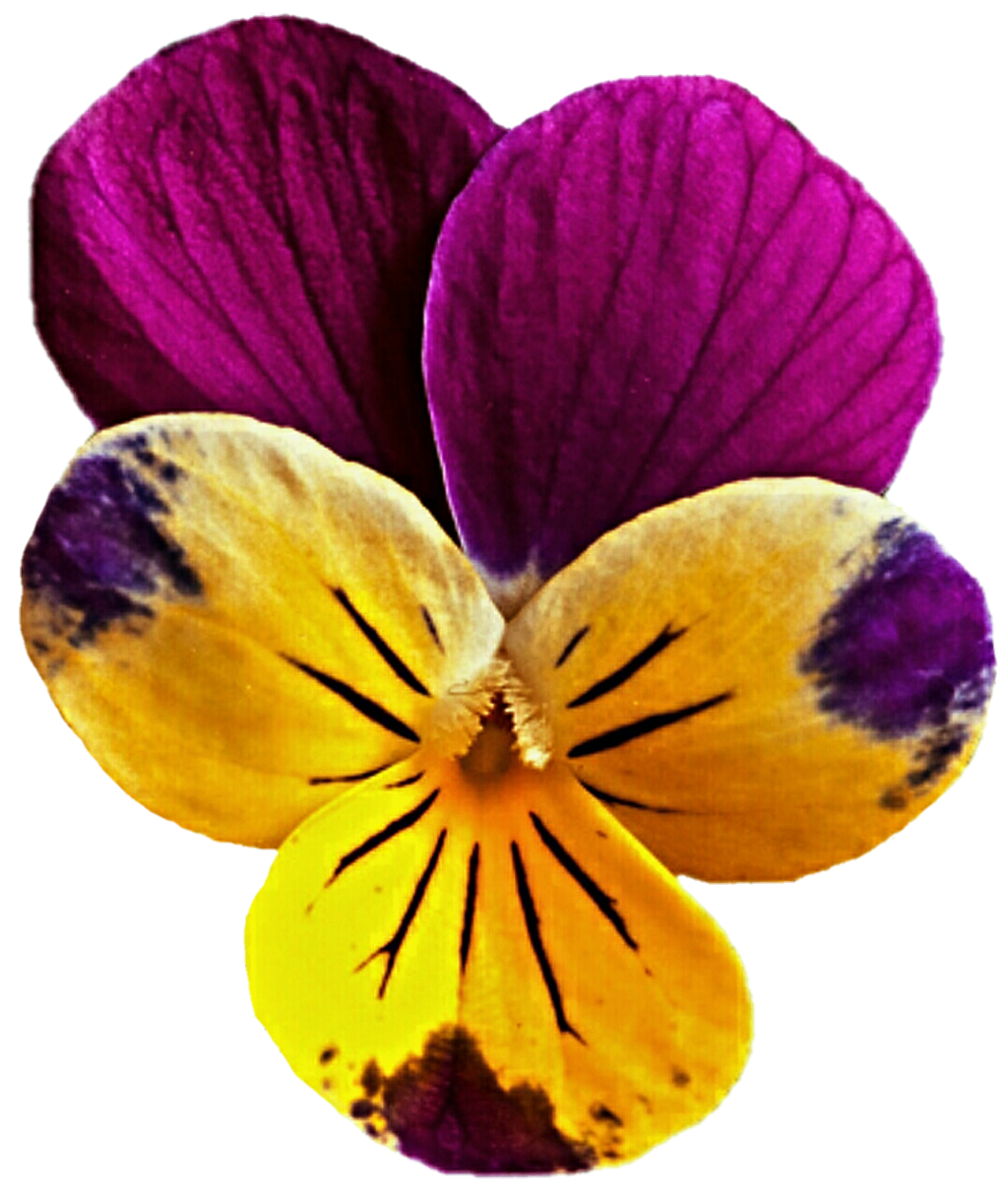 mauve-clipart-yellow-flower-8.png