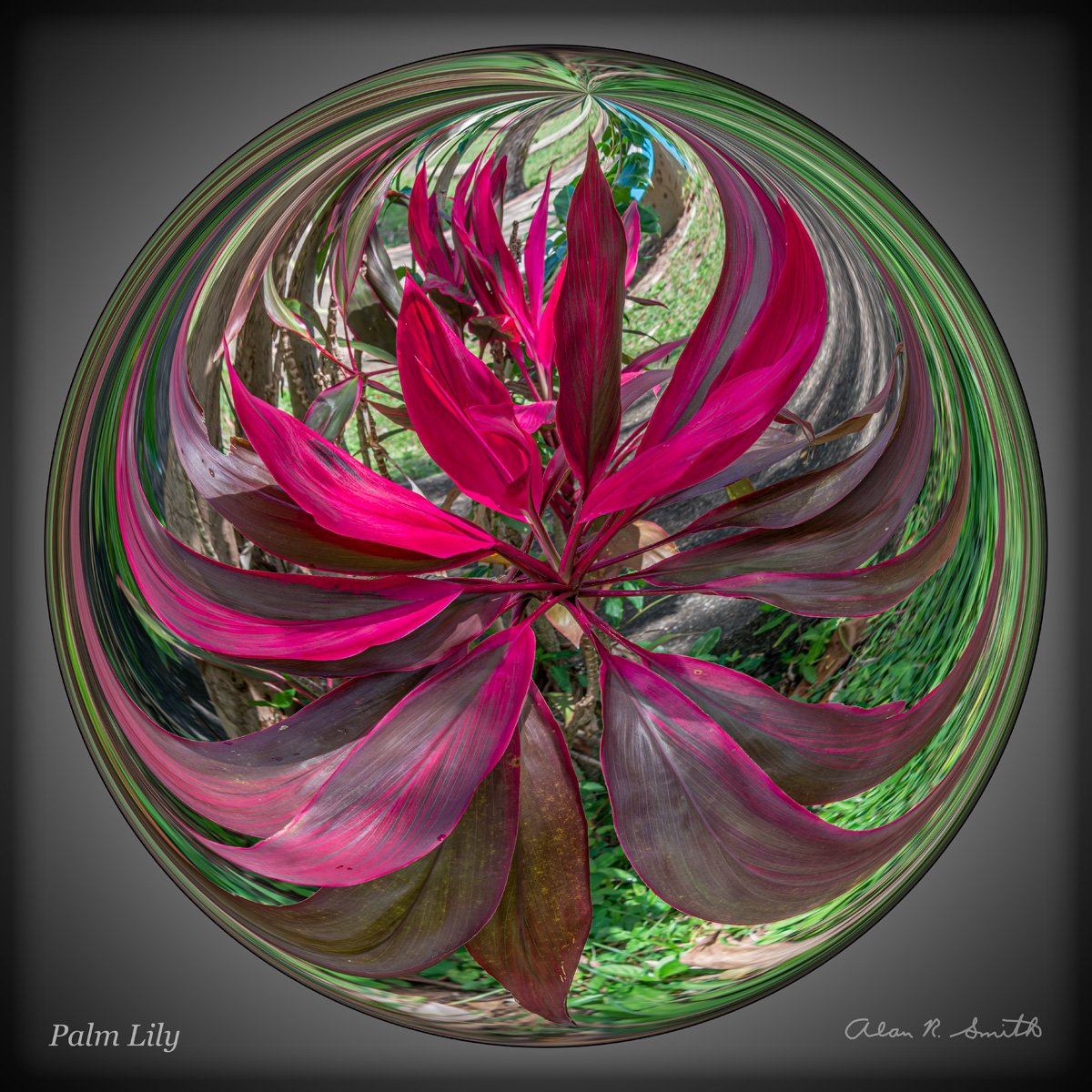 Palm Lily.jpg