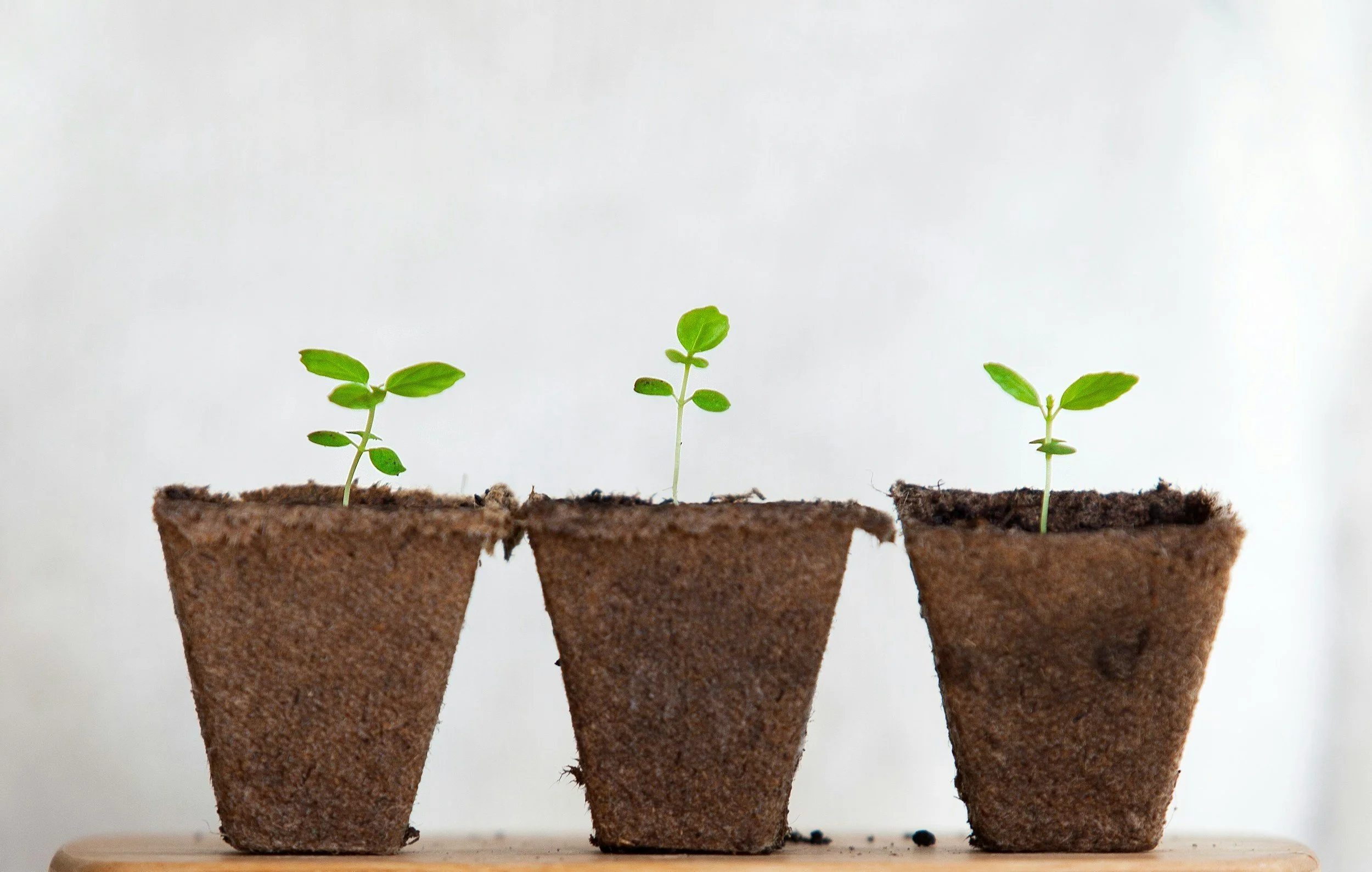 Sow to Grow