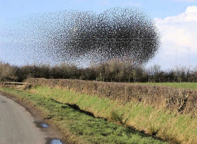 John Holmes: The flock of starlings acting as a swarm.