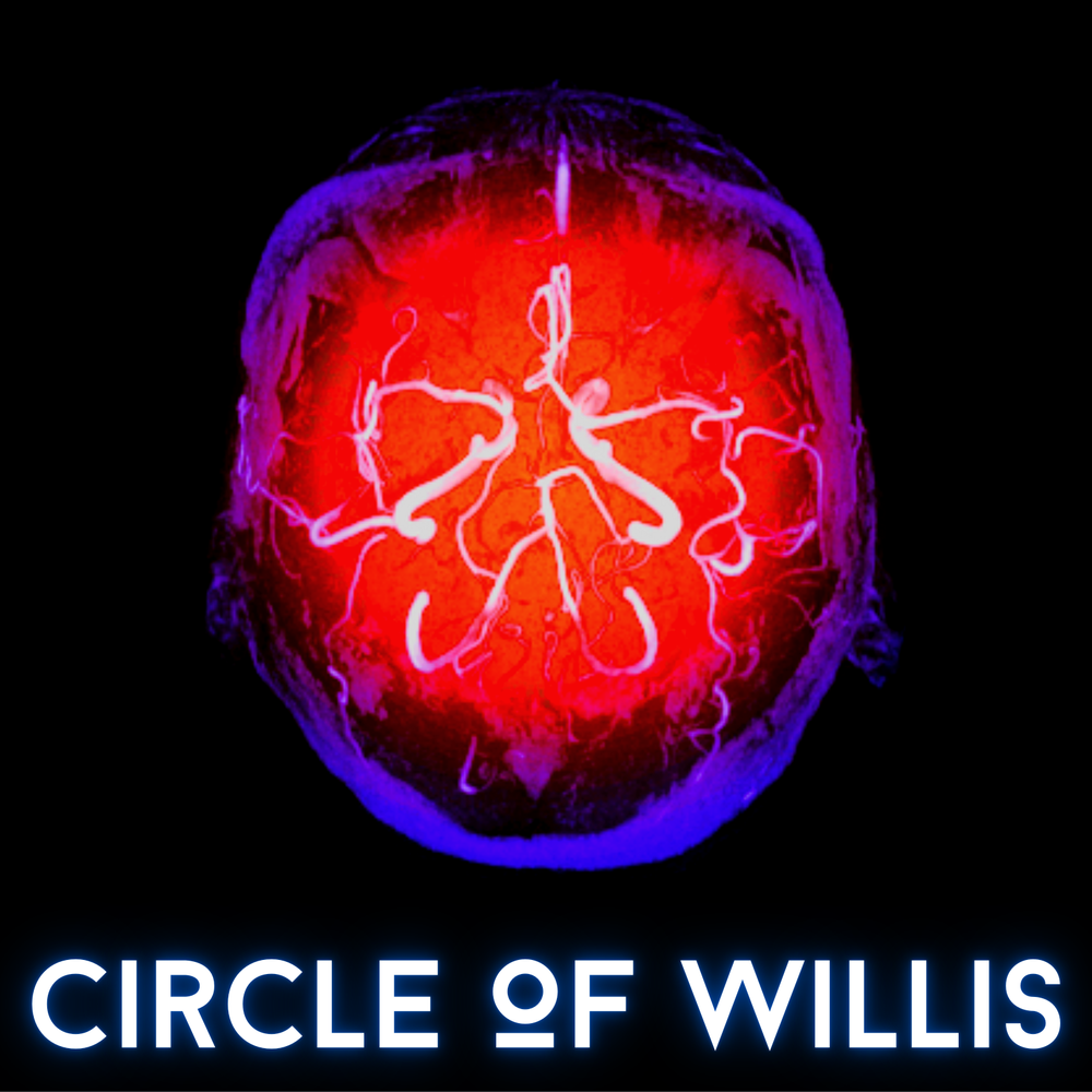 Circle of Willis.png