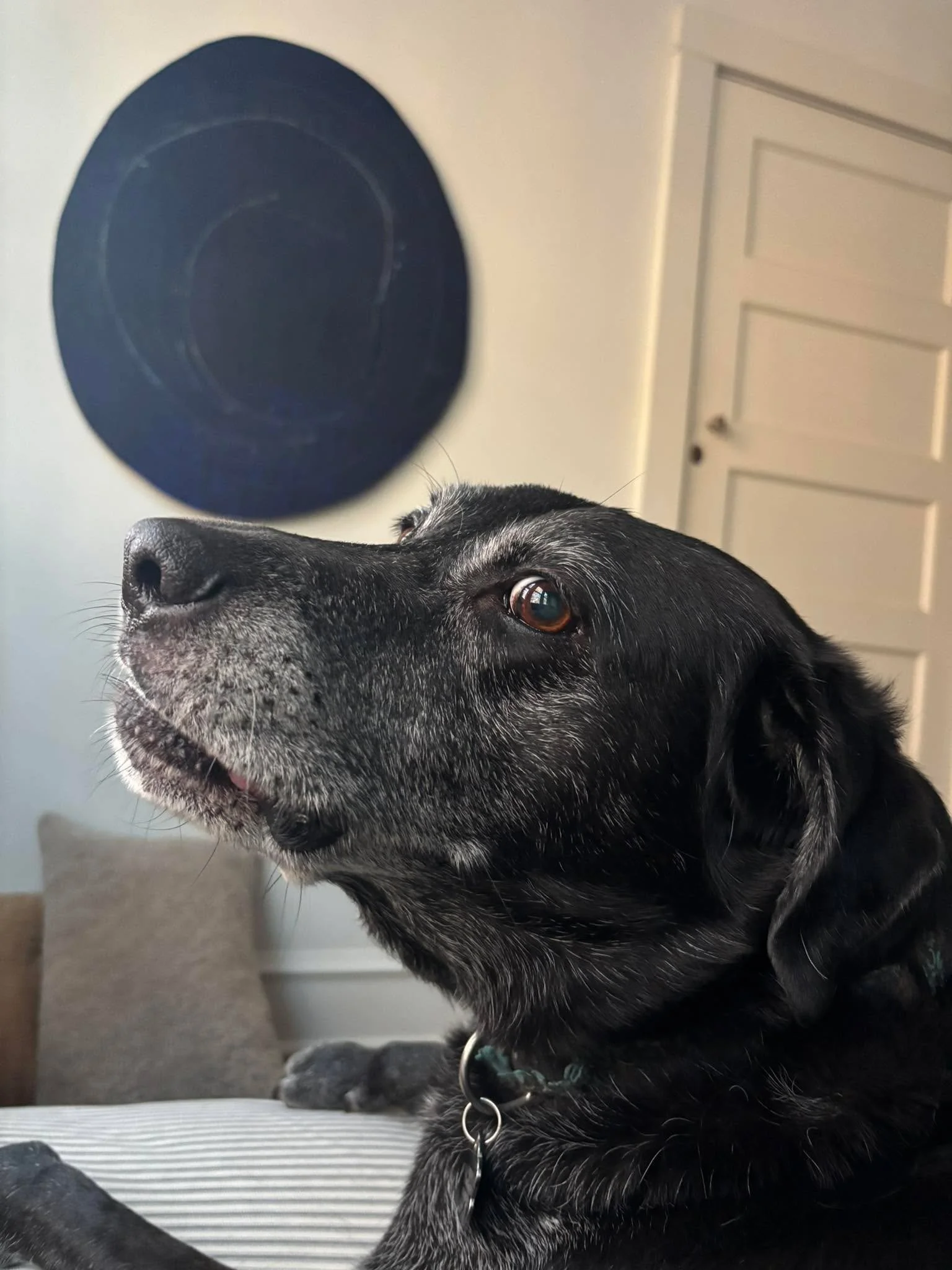 Gunner turns 10!  Still and always a ball on his mind!!! Happy birthday Gunner!!!!