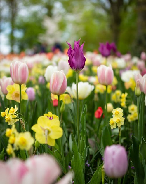 Spring Flowers.jpeg
