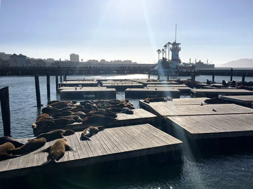leoni_marini_pier_39.jpg
