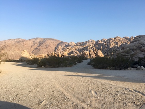 joshua-tree-california.jpg