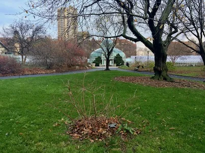 giardino botanico di brooklyn new york