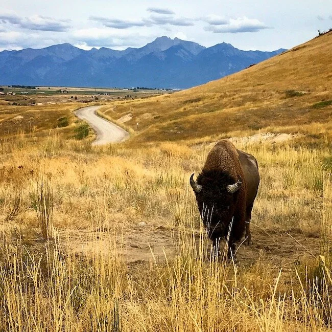 national-bison-ranch-on-the-road