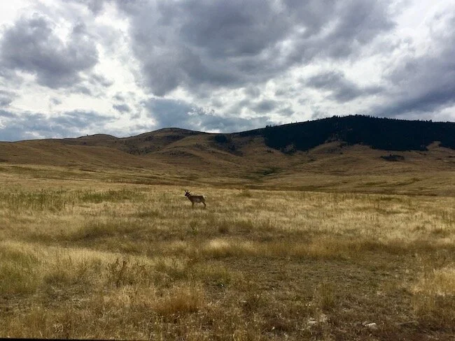 cervo al national bison range in montana