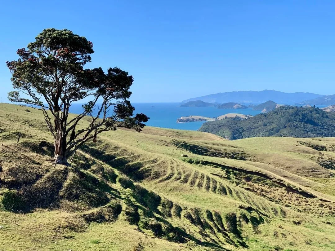 Diario di Viaggio Nuova Zelanda | West Auckland: Karekare e Piha (giorno 4)