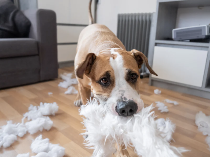 Mischievous dog tearing apart a plush toy, surrounded by scattered stuffing on the floor.