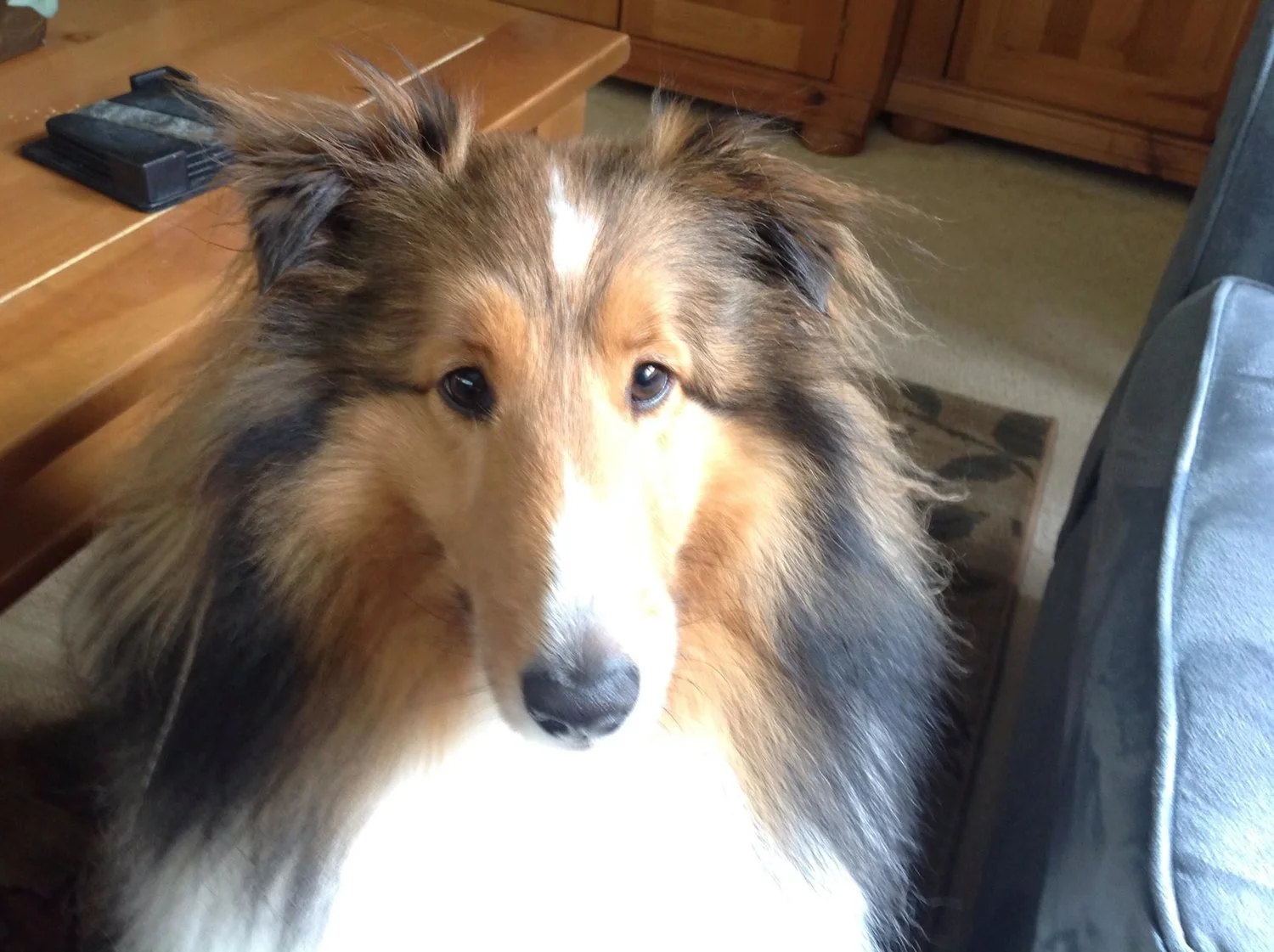 Customers Denver Pro Pet Sitting