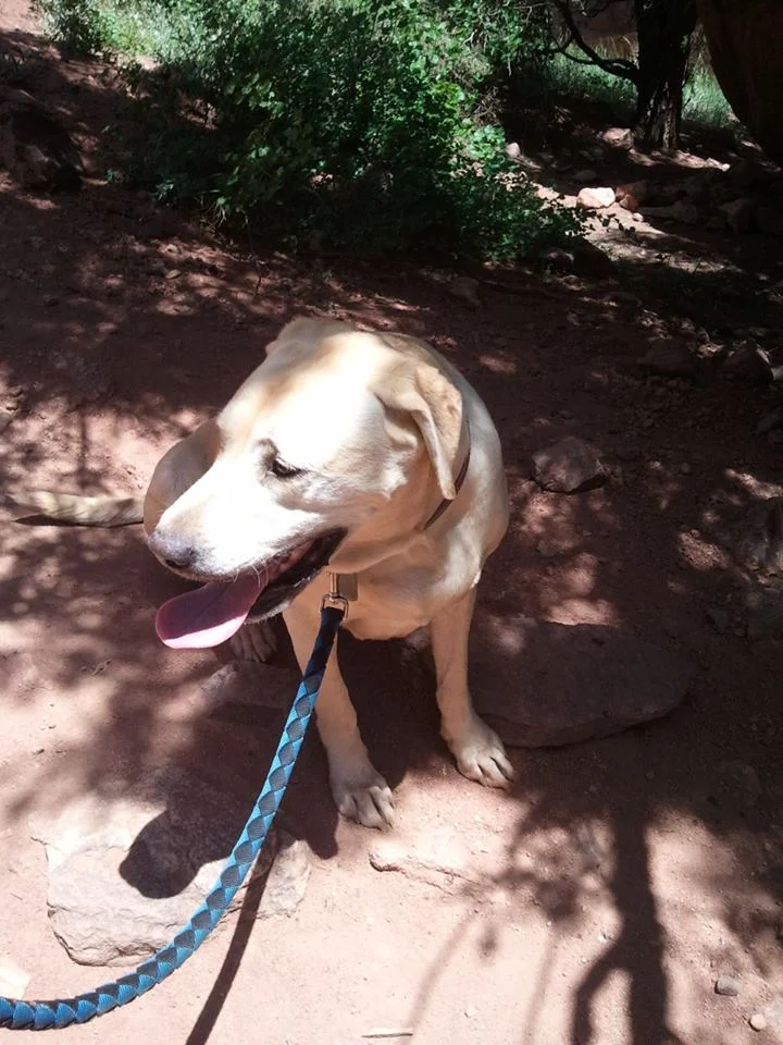 Denver Pro Pet Sitting