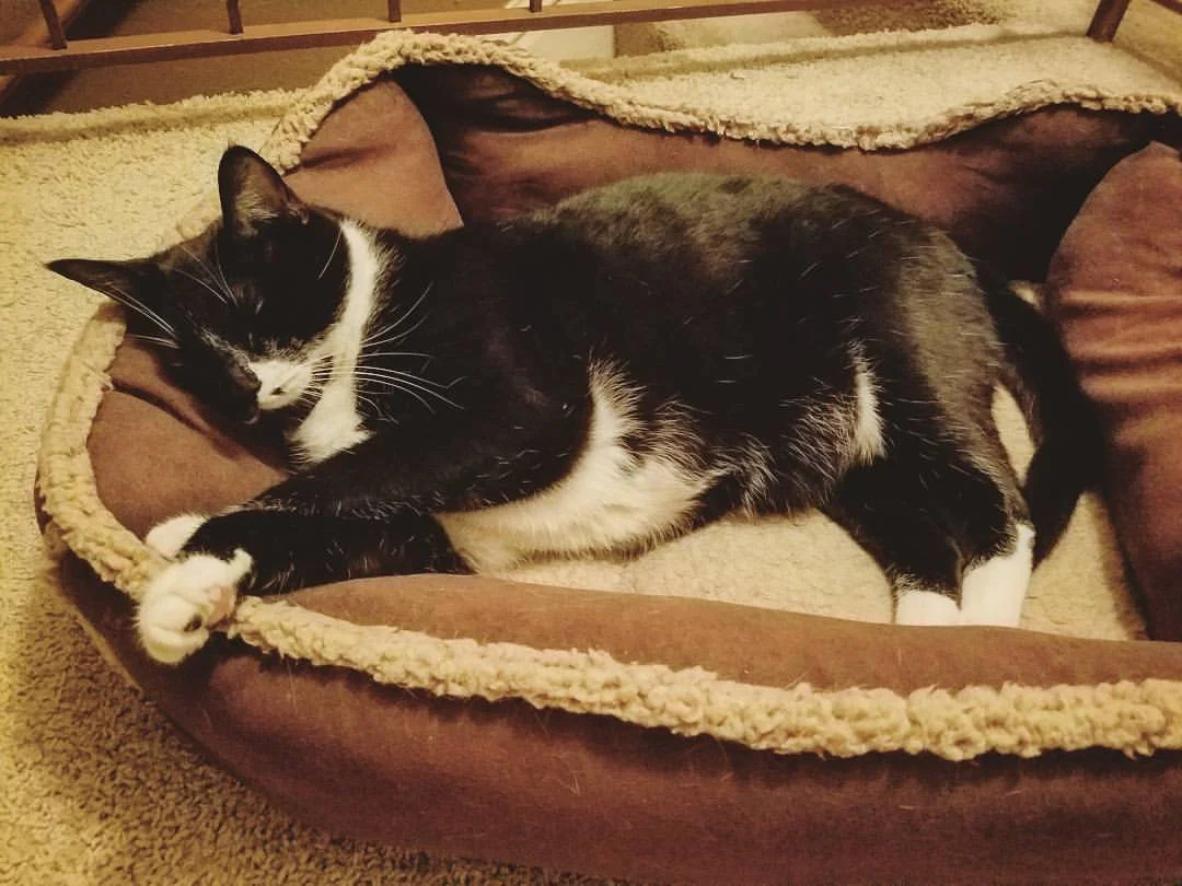 Denver Pro Pet Sitting