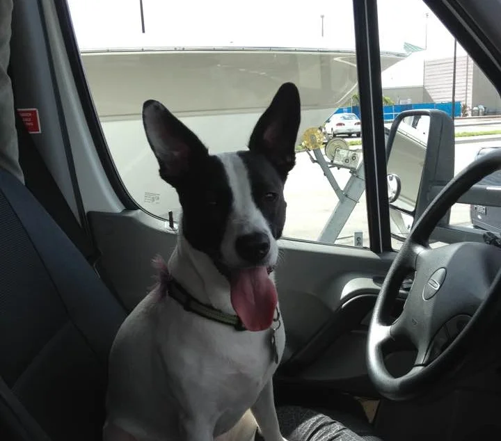 Denver Pro Pet Sitting