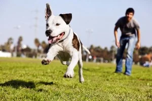 Two Key Factors To Healthy and Happy Dogs: Diet and Exercise