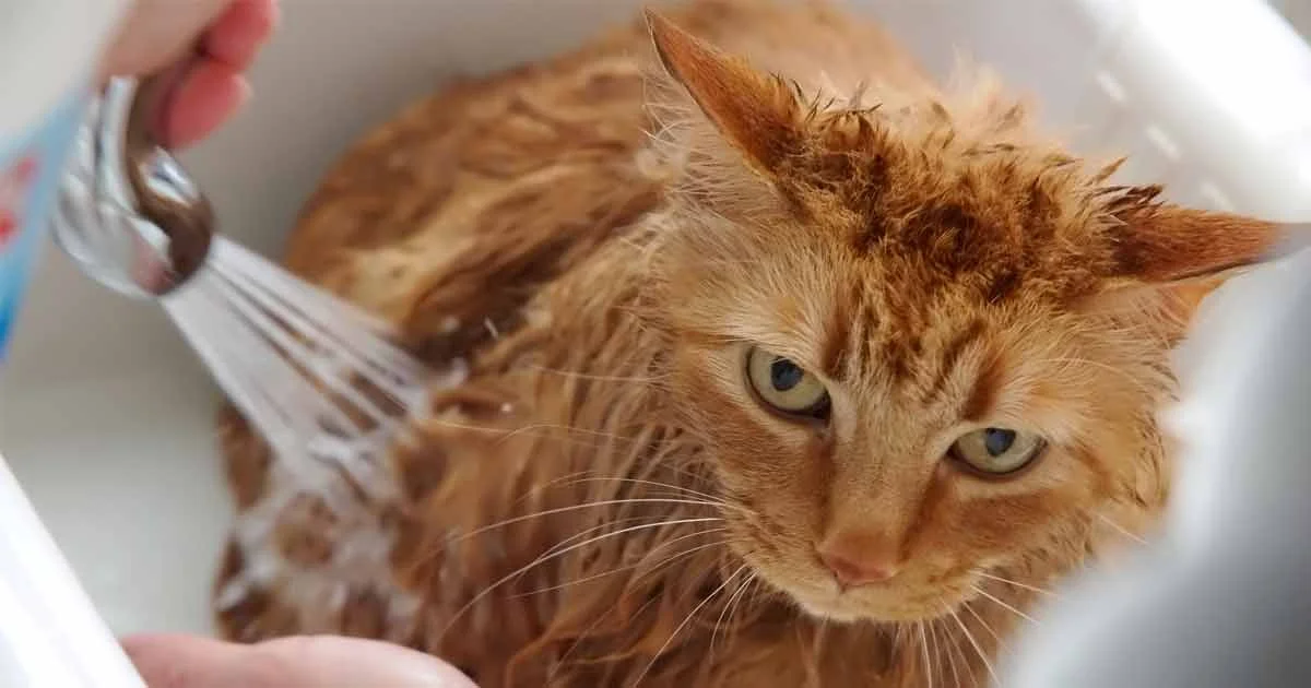 Tips On How To Bathe Your Cat