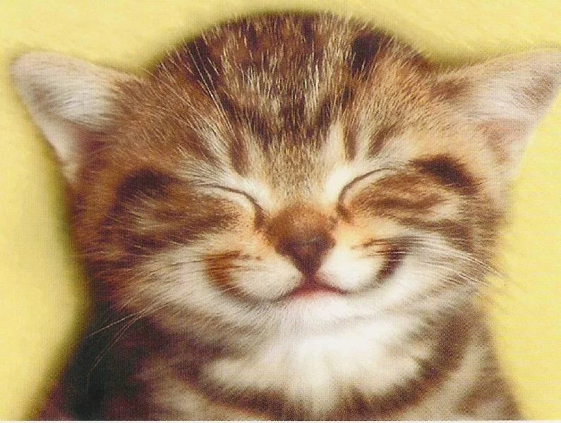 Tips For Keeping Your Cat Happy