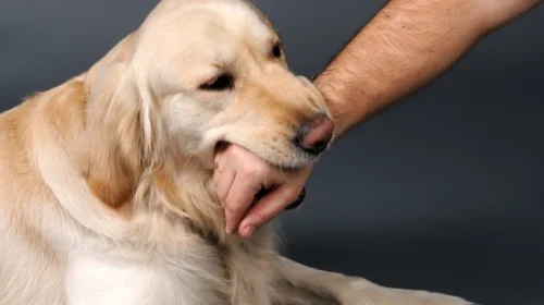 A golden retriever biting a person’s hand, illustrating the importance of understanding and preventing dog bites through training and behavior awareness.